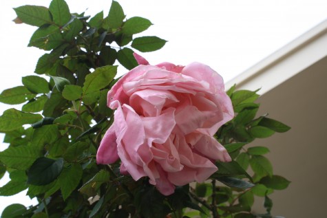 A Pink rose in full bloom. (William Quevedo/ Lion Tales)