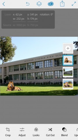 lion laying on the grass(Juan Alcala/Liontales)