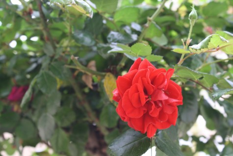 A vivid red rose. (William Quevedo/ Lion Tales)
