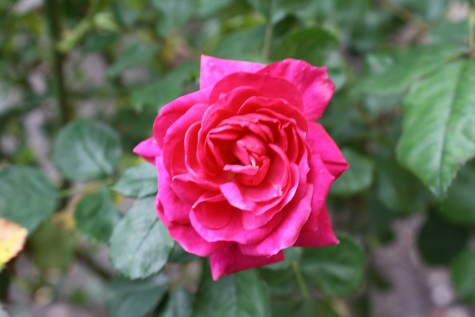 A neon pink rose (William Quevedo/ Lion Tales)