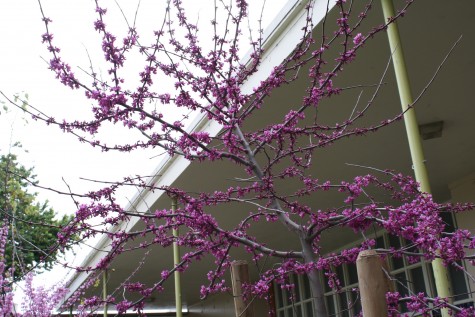 Purple Blossom in the front of Lincoln Campus. (William Quevedo/ Lion Tales)
