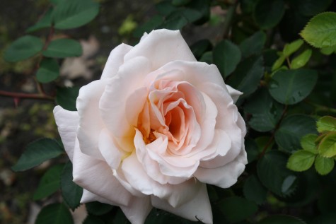 This white rose already in bloom (William Quevedo/ Lion Tales)
