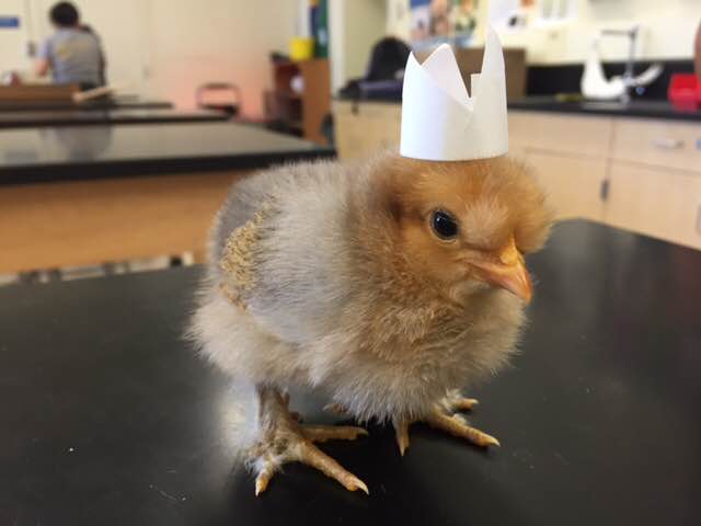 Queen chick wearing a paper crown. (Kelli Berryhill/Lion Tales)