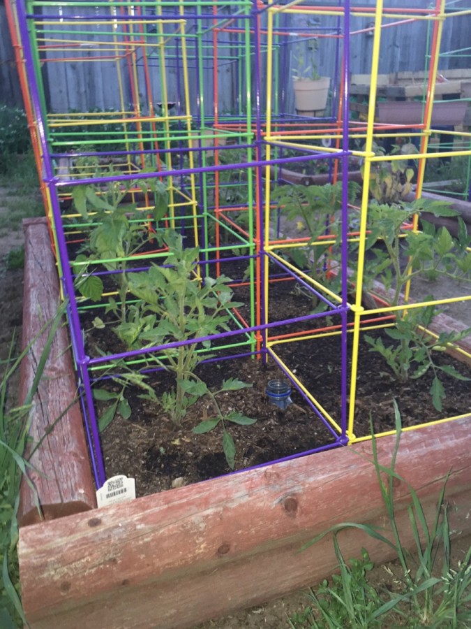 Tomatoes+and+cages%28Salvador+Cohenete%2FLion+Tales%29