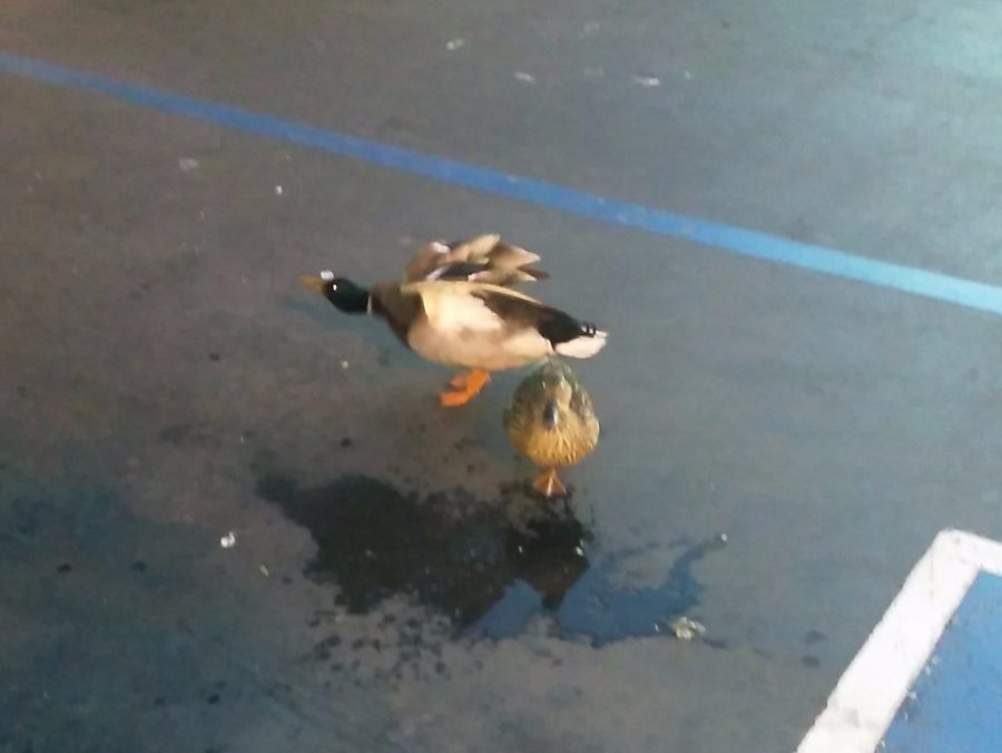 Two ducks spotted in a Wal-Mart parking lot.(Carlos Sandoval / Lincoln lion tales) )