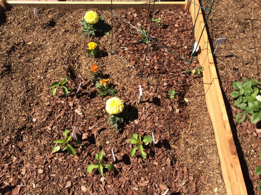 Students at Abraham Lincolns High School, in San Jose, CA, started a garden with the help of Ms. Neely, their English teacher. (Gabriela Aguayo / Lincoln Lion Tales).