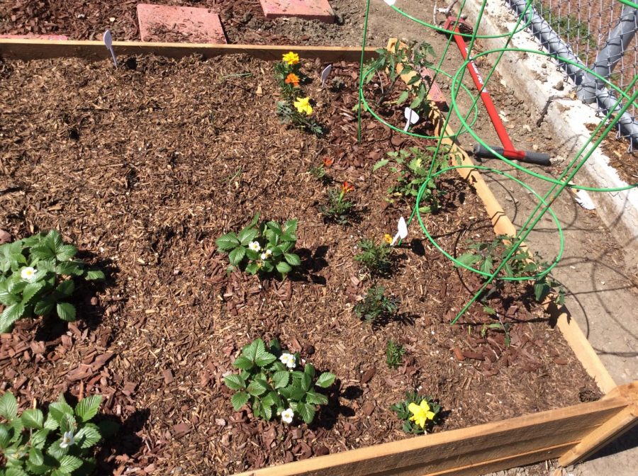 Students at Abraham Lincolns High School, in San Jose, CA, started a garden with the help of Ms. Neely, their English teacher. 