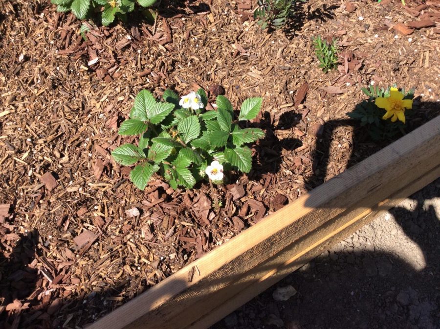 Students at Abraham Lincolns High School, in San Jose, CA, started a garden with the help of Ms. Neely, their English teacher. 