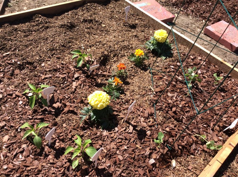 Students at Abraham Lincolns High School, in San Jose, CA, started a garden with the help of Ms. Neely, their English teacher. (Gabriela Aguayo / Lincoln Lion Tales).