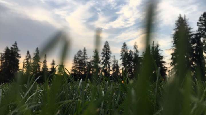 Beautiful sunrise shot through the grass. Photographer enjoyed the view and decided to take a picture. Picture was taken at 6:00 pm at the Rose Garden on August 3, 2019. (Giovanni Quezadas/Lion Tales)