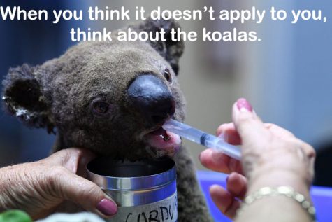 A Koala almost burned to death by the Australia fires. 